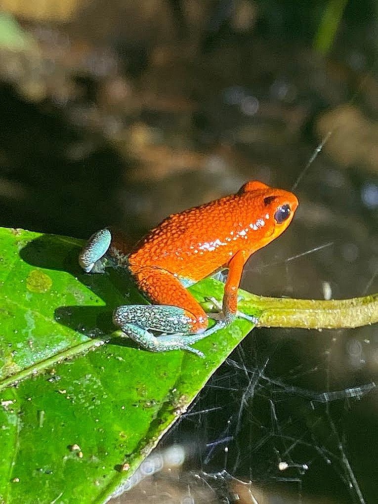 Tropical rainforest wildlife on Osa Peninsula nature tour