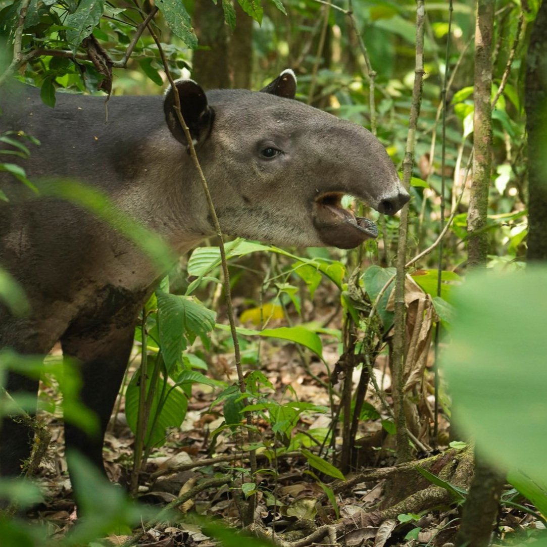 Baird's Tapir (Tapirus bairdii) in Corcovado National Park - Endangered species of Costa Rica's rainforest