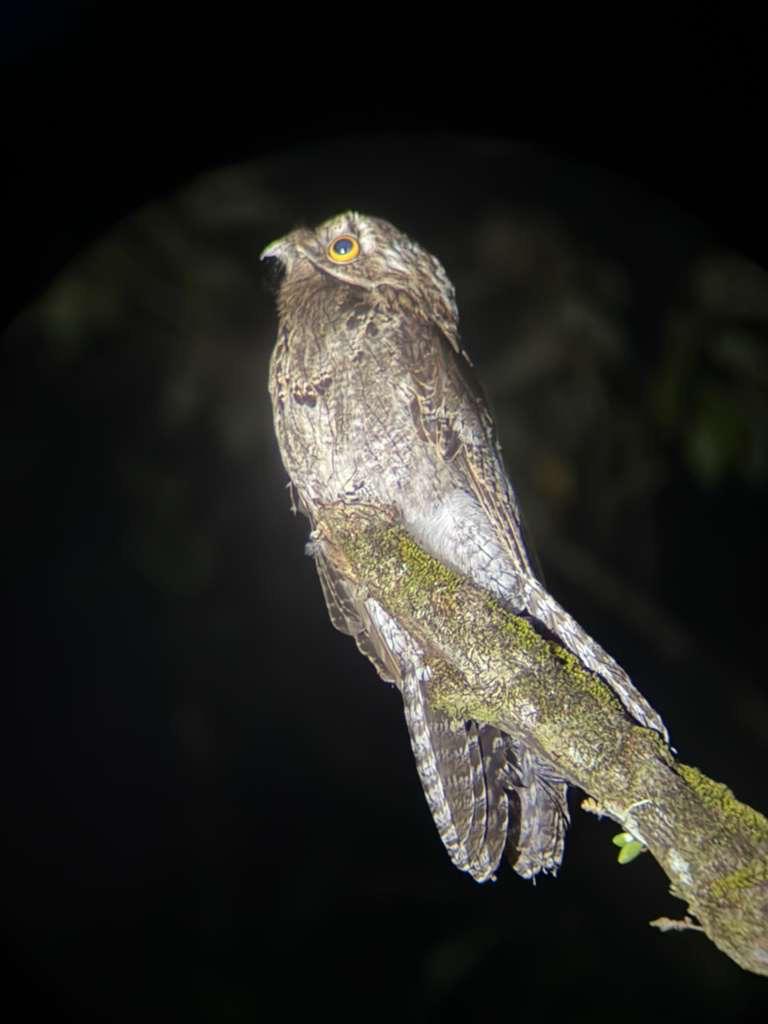 Common Potoo perched on a branch at night in the Costa Rican rainforest