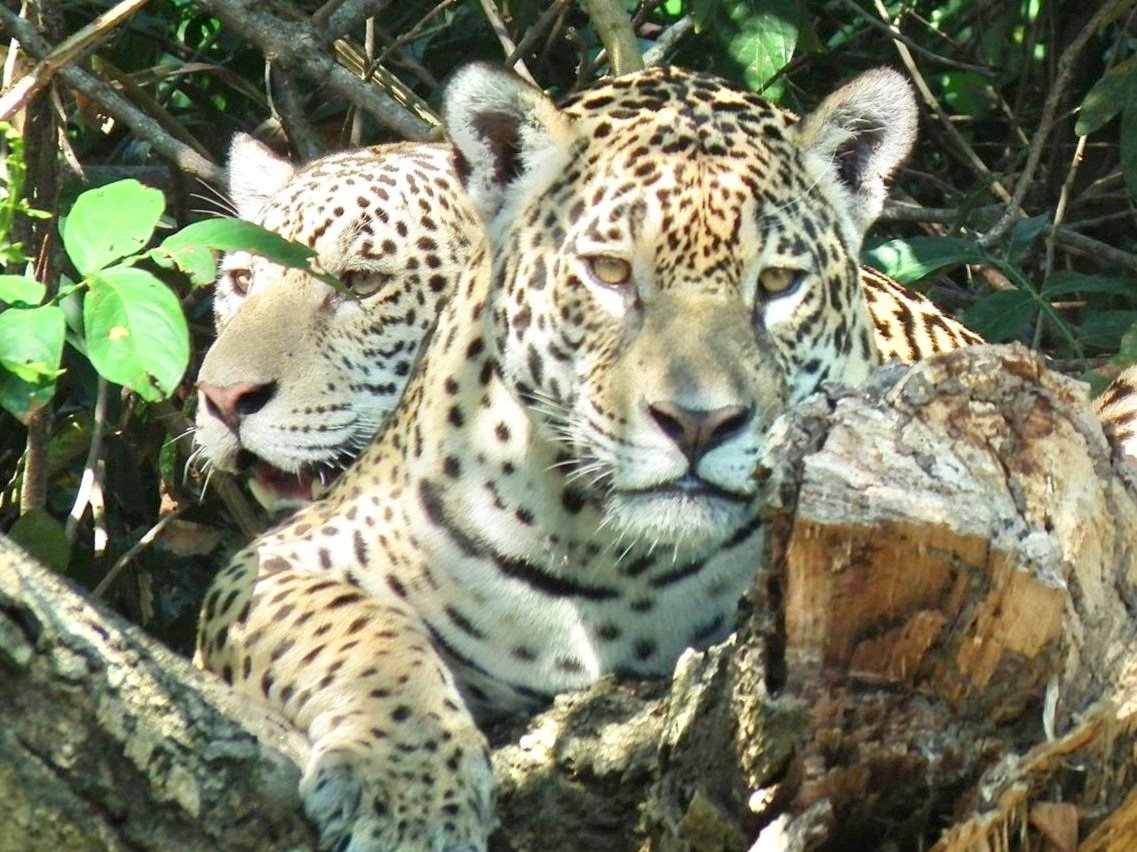 The Oso Perezoso Experience - International Nature, Wellness, and Cultural Immersion