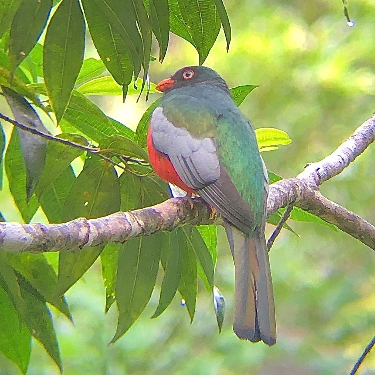 Tropical rainforest fauna captured by expert naturalist guide