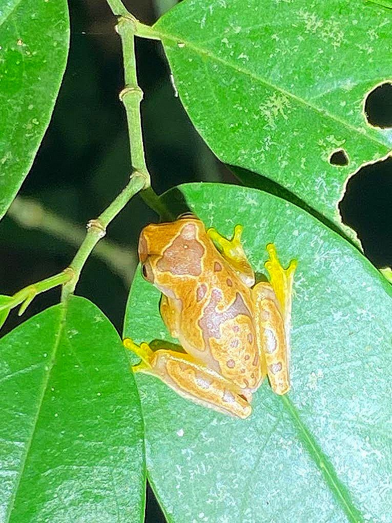 Hourglass Tree Frog (Dendropsophus ebraccatus) - Small tree frog species in Costa Rican lowland rainforest