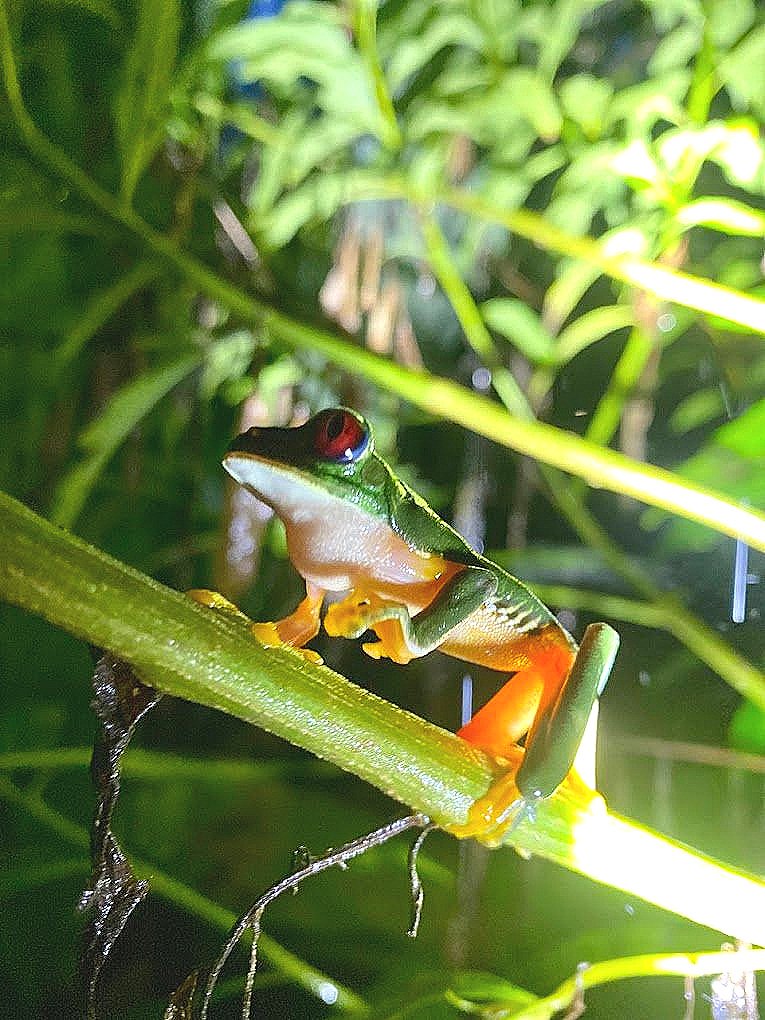 Red-eyed Tree Frog (Agalychnis callidryas) on leaf at night - Iconic Costa Rica amphibian on rainforest night walk